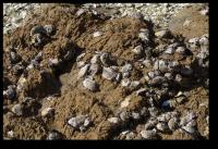 Eingebackene Austernschalen