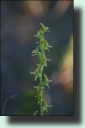 Prasophyllum frenchii