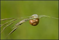 Weinbergschnecke