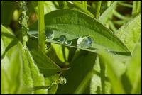 Wassertropfen