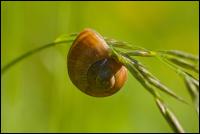 Weinbergschnecke