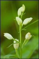 Weisses Waldvoegelein
