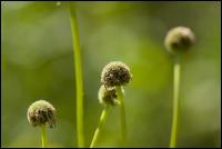 Gemeine Kugelblume