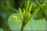 Gewoehnliche Osterluzei