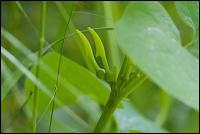 Gewoehnliche Osterluzei