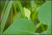 Gewoehnliche Osterluzei