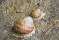 Weinbergschnecke