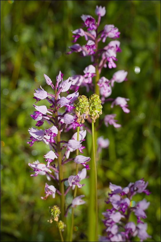 Helmknabenkraut mit kleinem Wiesenknopf