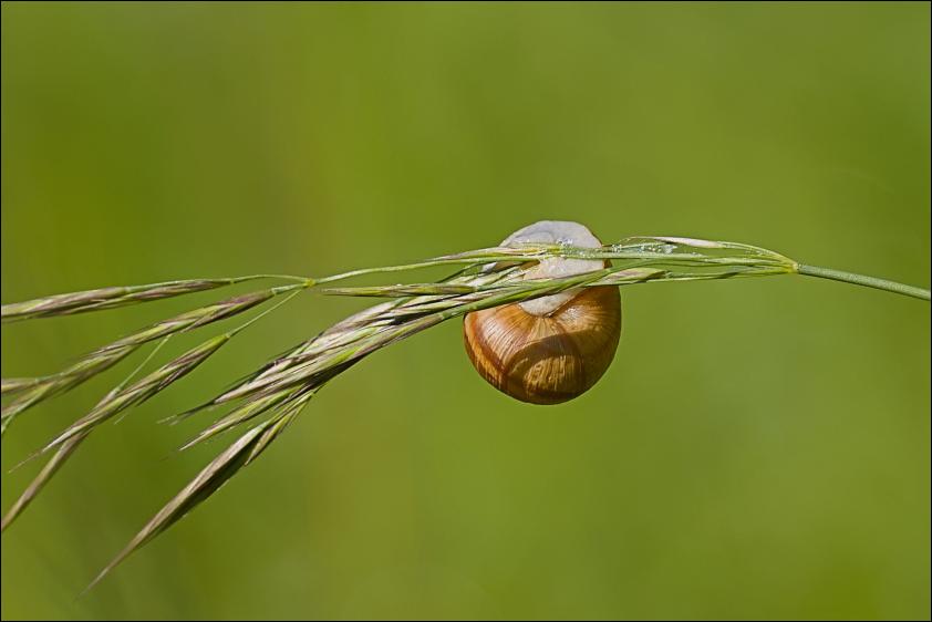 Weinbergschnecke