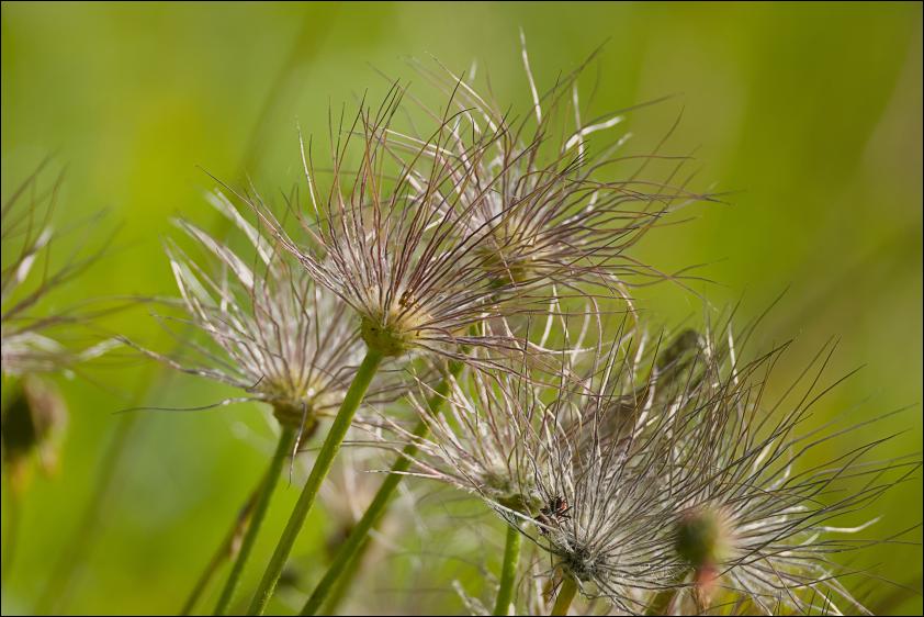 Kuechenschelle