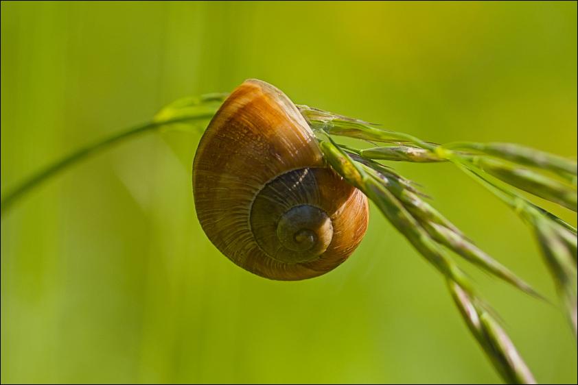 Weinbergschnecke