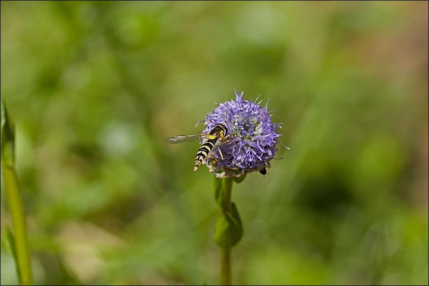 Gemeine Kugelblume Gewoehnliche Langbauchschwebfliege
