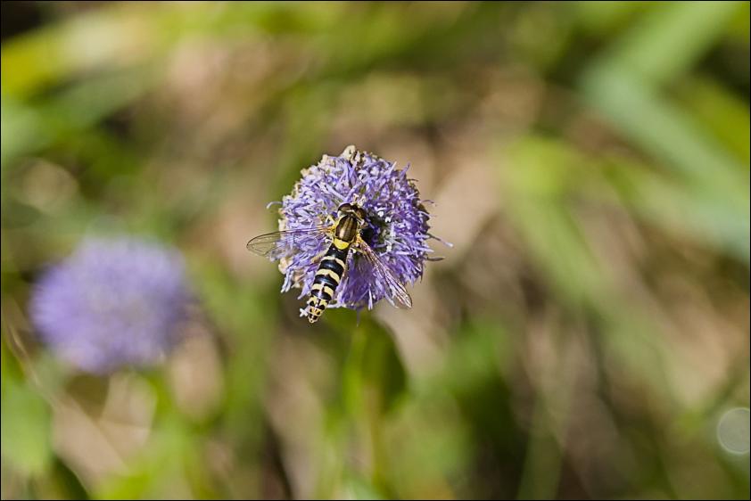 Gewoehnliche Langbauchschwebfliege