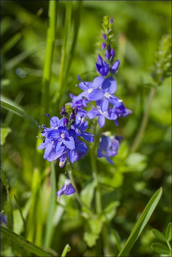 Oesterreichisches Ehrenpreis