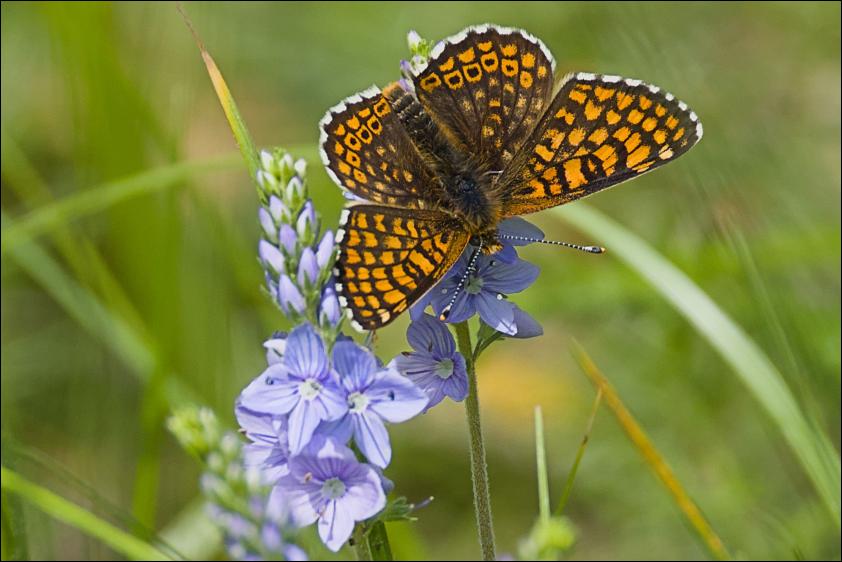 Wegerich-Scheckenfalter