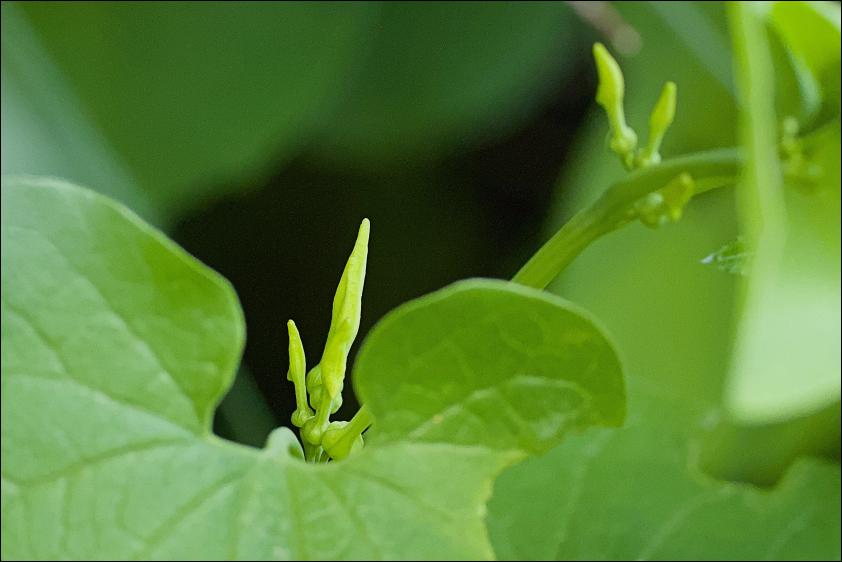 Gewoehnliche Osterluzei