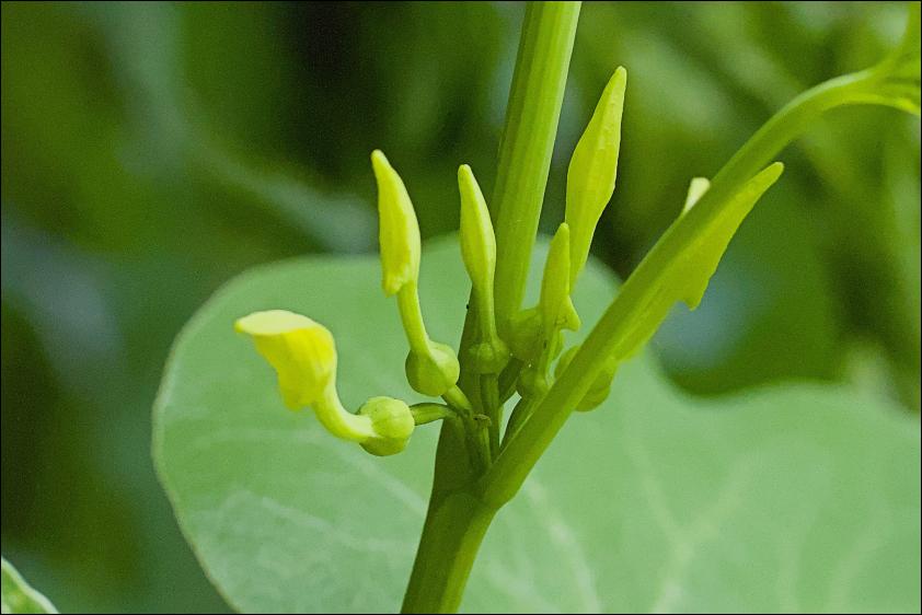 Gewoehnliche Osterluzei