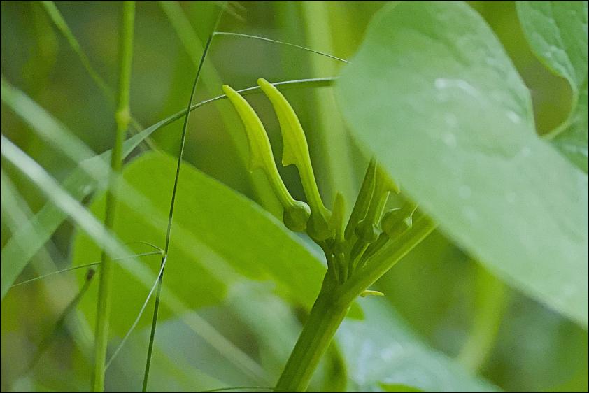 Gewoehnliche Osterluzei