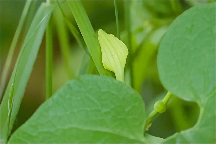 Gewoehnliche Osterluzei