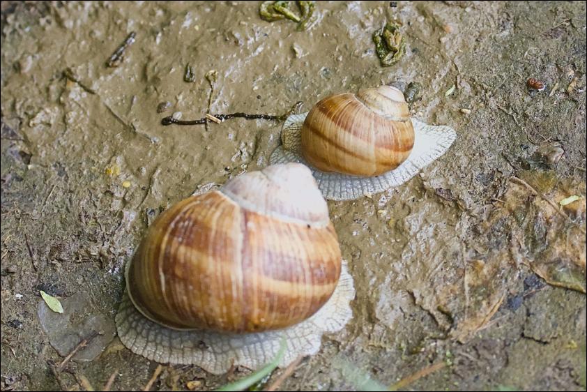 Weinbergschnecke