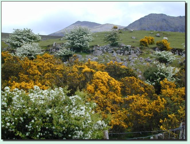 Ginster und Weissdorn