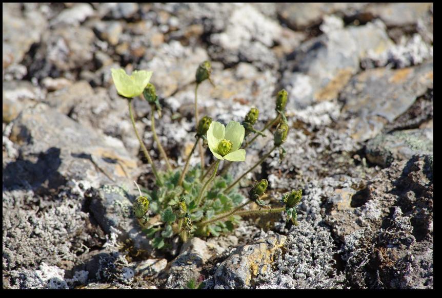 Arktischer Mohn