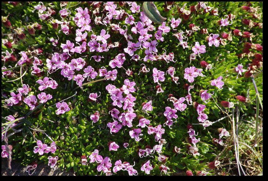 Stengelloses Leimkraut