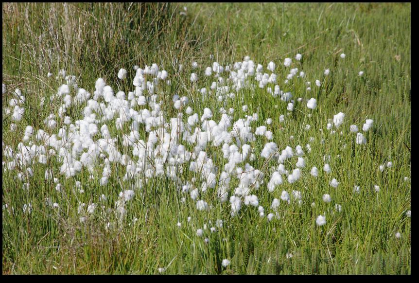 Scheuchzers Wollgras