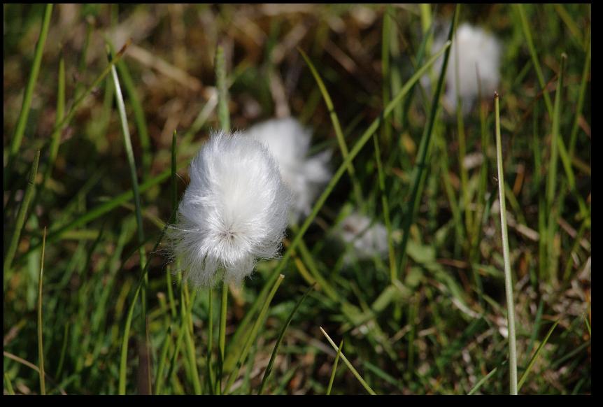 Scheuchzers Wollgras