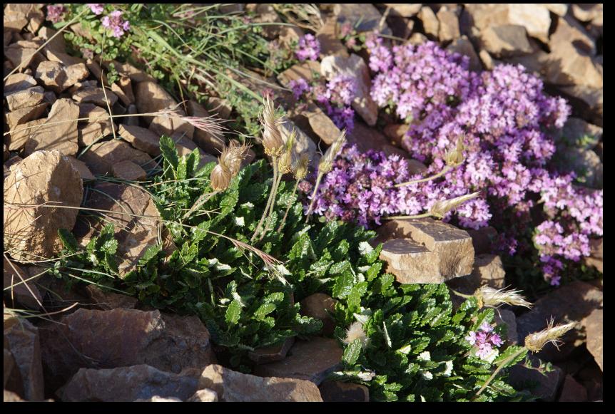Samen der Silberwurz