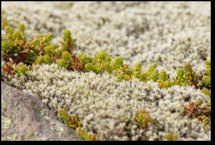 Mooslandschaft en miniature