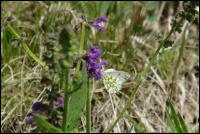 Aurorafalter Weiblich