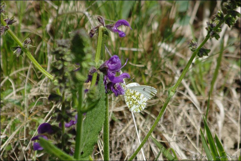 Aurorafalter Weiblich