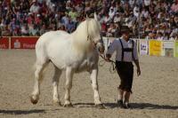 Boulonnais-Hengst Jupiter