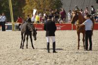 Lisett mit Stut-Fohlen