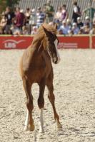 Hengstfohlen von Mimosa