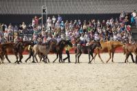 Fohlen mit Mutterstuten