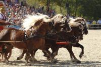 Schwarzwälder vor Streitwagen