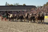 10er Zug Schwarzwälder