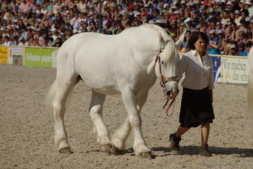 Boulonnais-Stute Nora Du Prieure