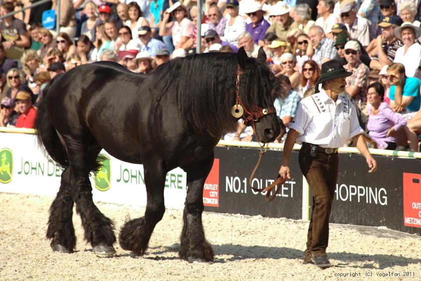 Percherons
