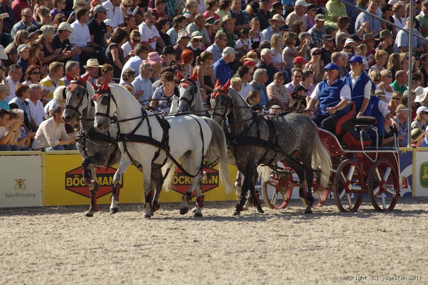 Viererzug mit Lipizanern