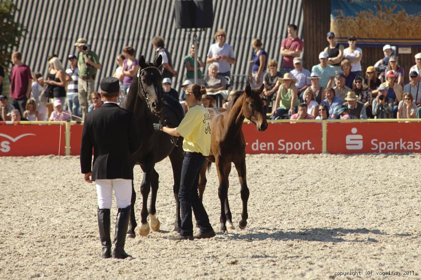 Elisa mit Stutfohlen