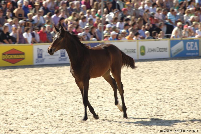 Stutfohlen Von Ex Lady