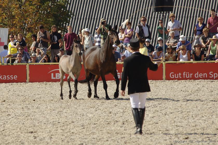 Gabella mit Hengstfohlen von Dschehim