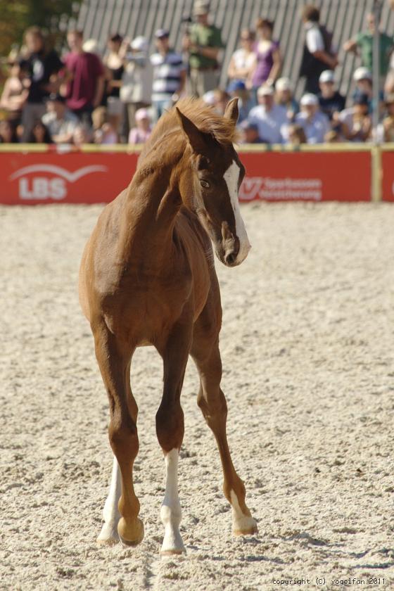Hengstfohlen von Mimosa