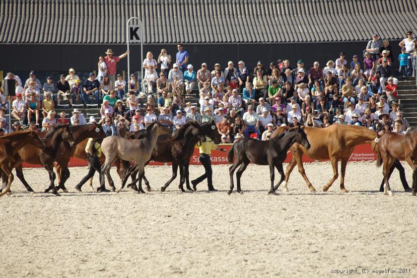 Fohlen mit Mutterstuten