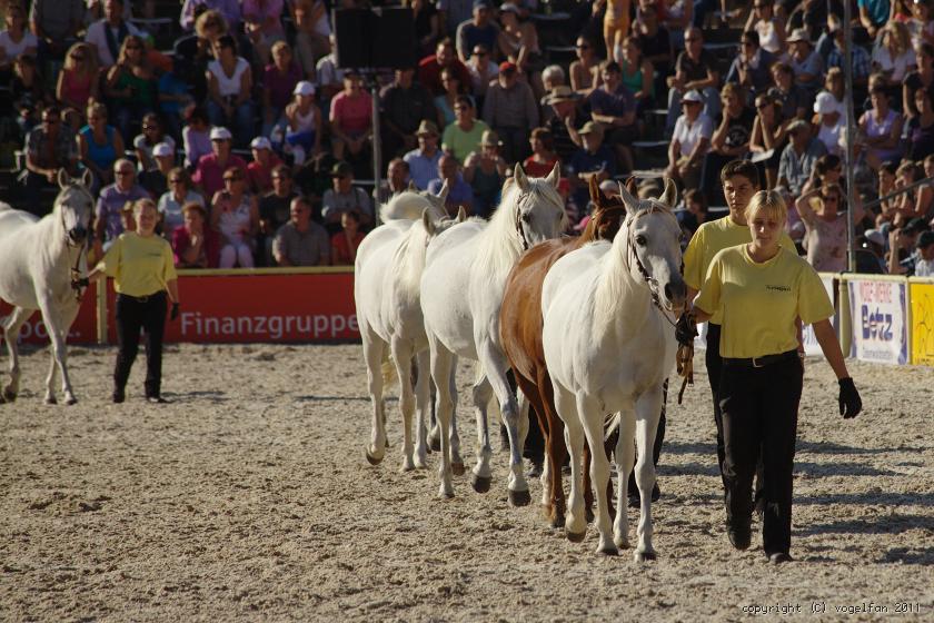 Stutenfamilie Murana I