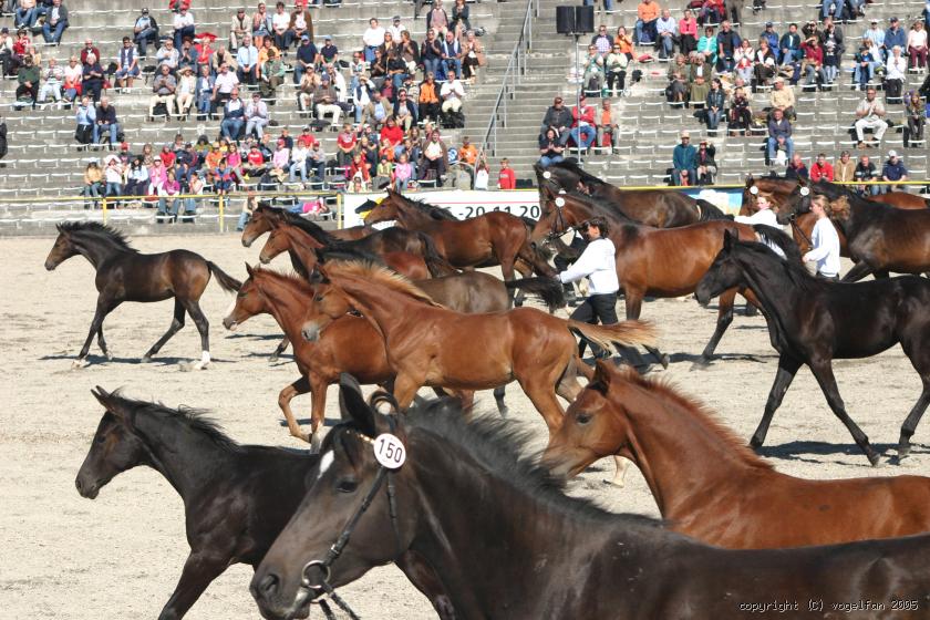 Warmblut-Stuten mit Fohlen