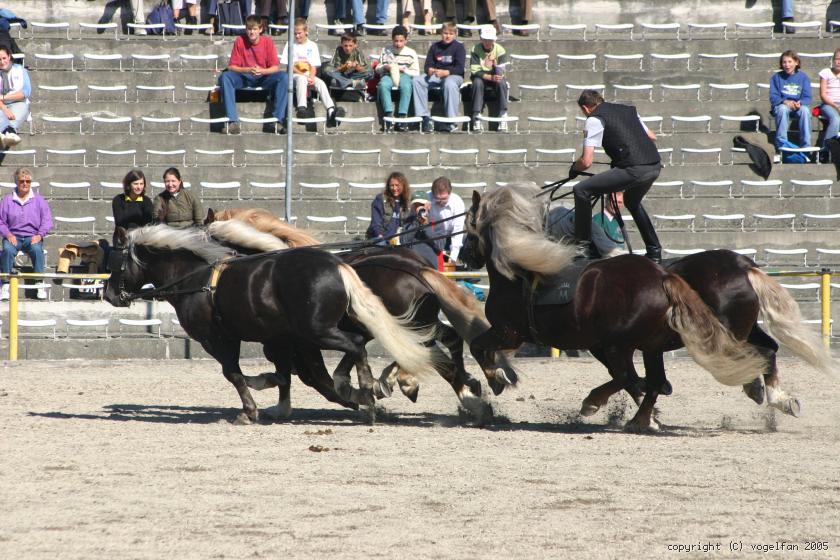 Schwarzwälder Füchse